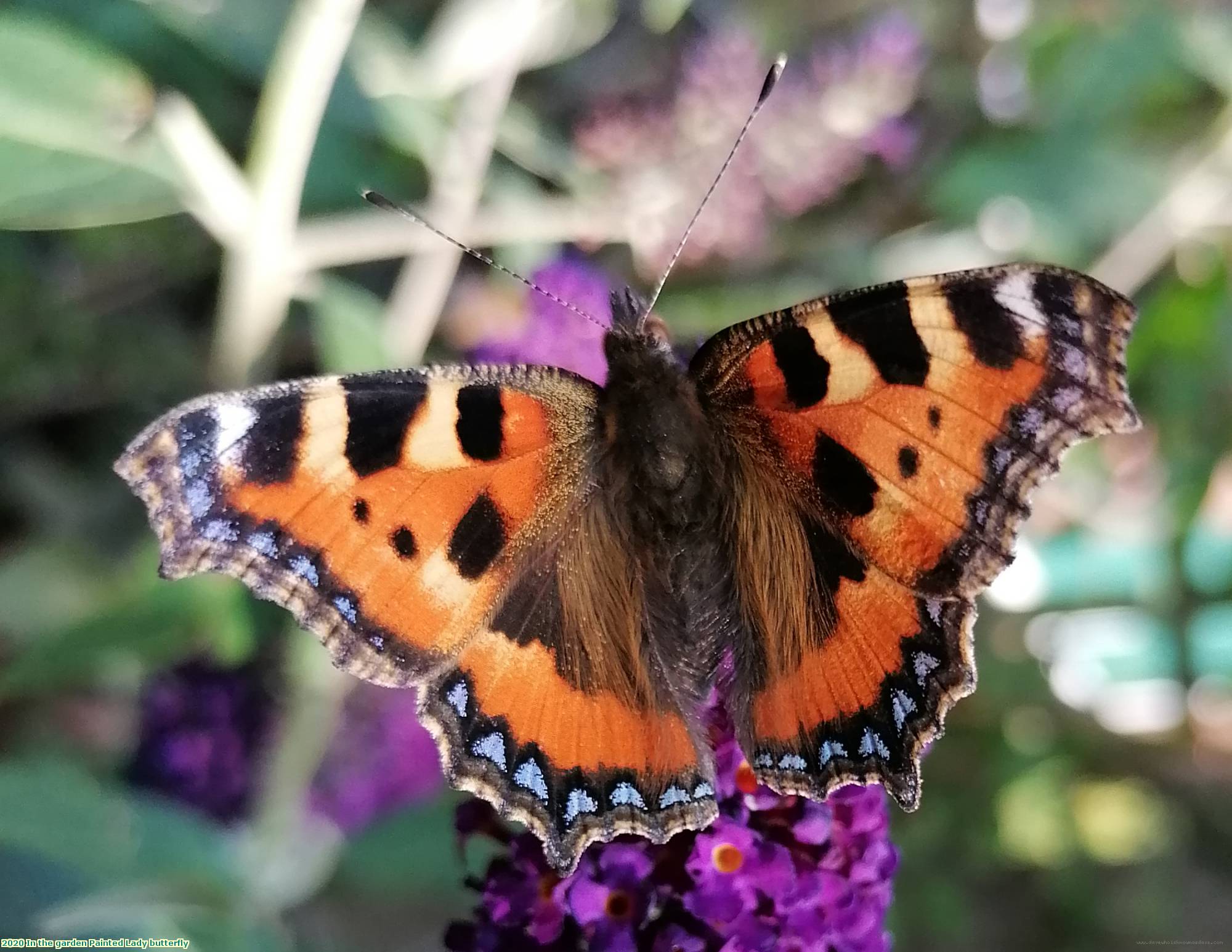 2020 In the garden Painted Lady butterfly