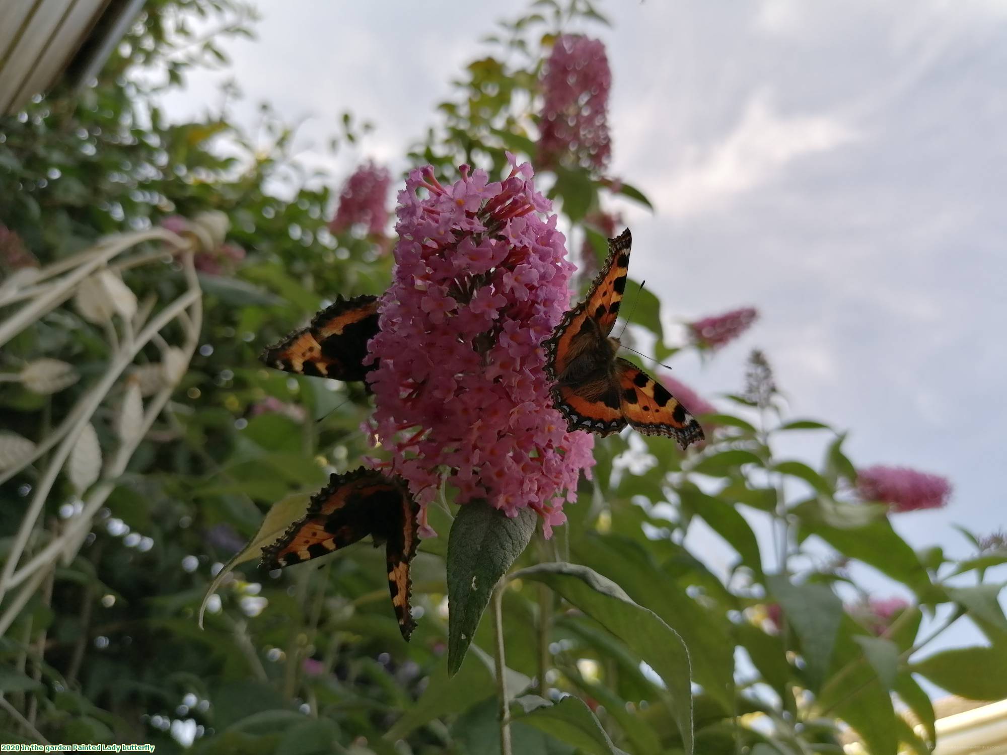 2020 In the garden Painted Lady butterfly