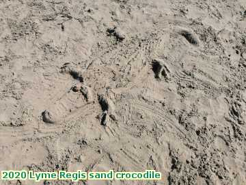  lyme4 2020 Lyme Regis sand crocodile