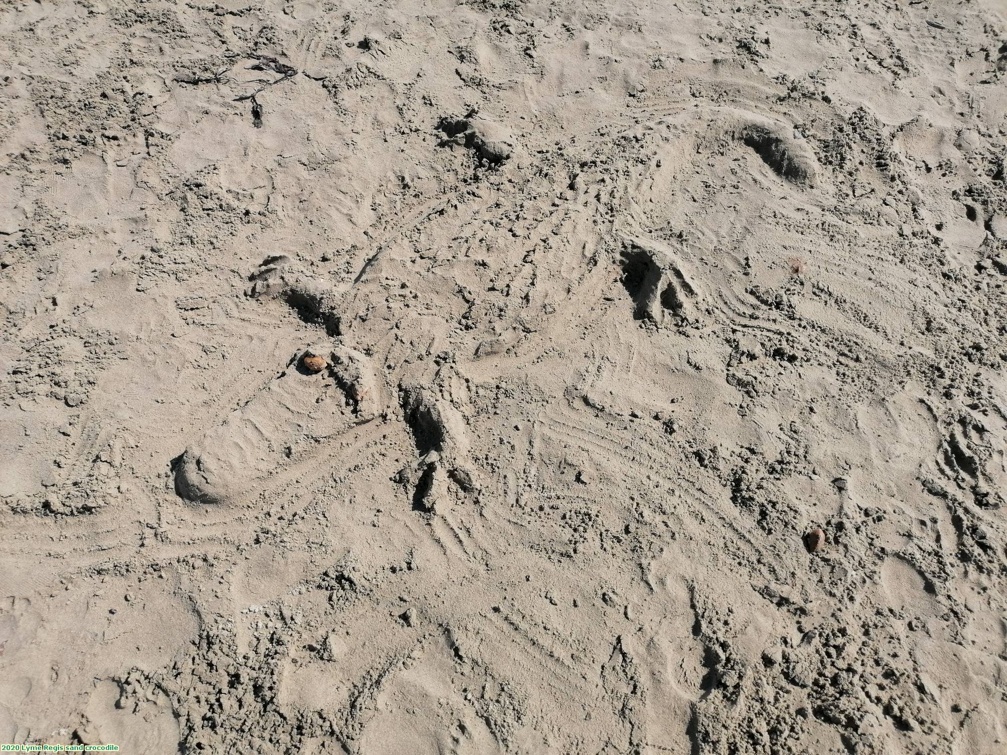 2020 Lyme Regis sand crocodile