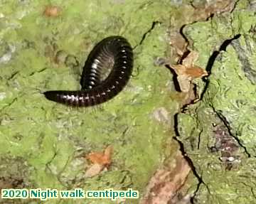  night 2020 Night walk centipede