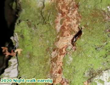  night 2020 Night walk earwig