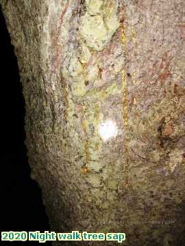  night 2020 Night walk tree sap