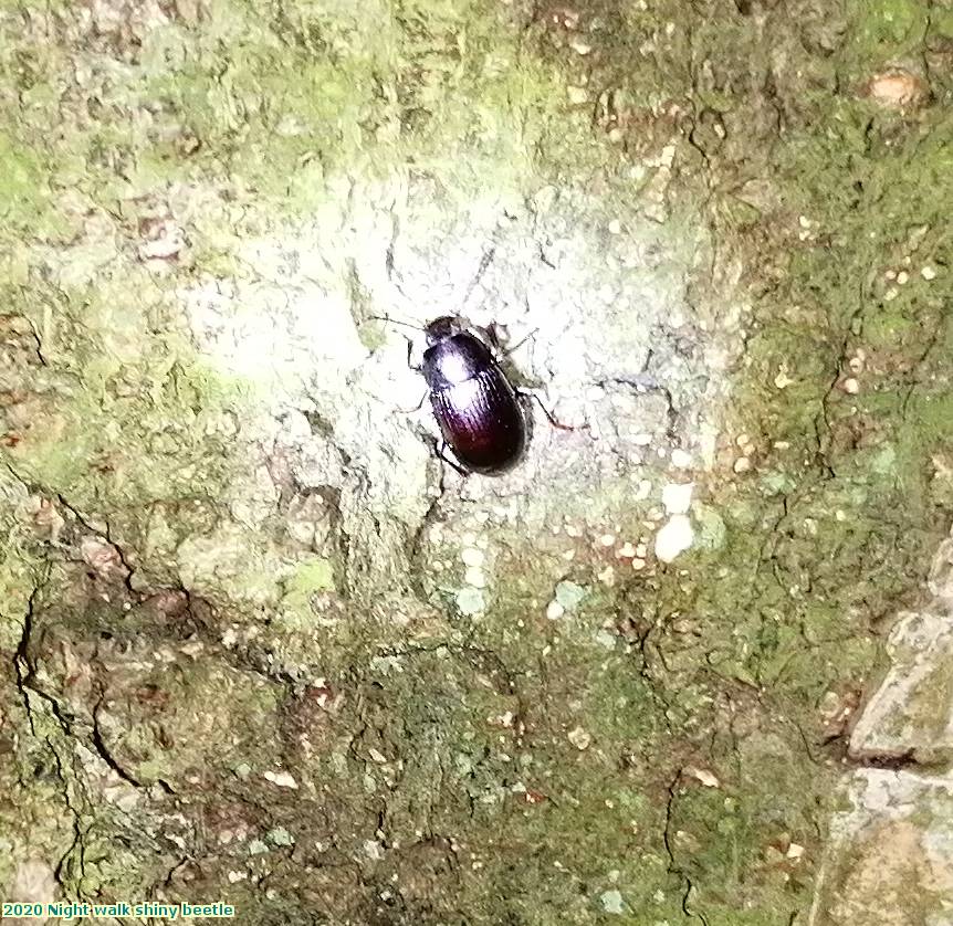 2020 Night walk shiny beetle