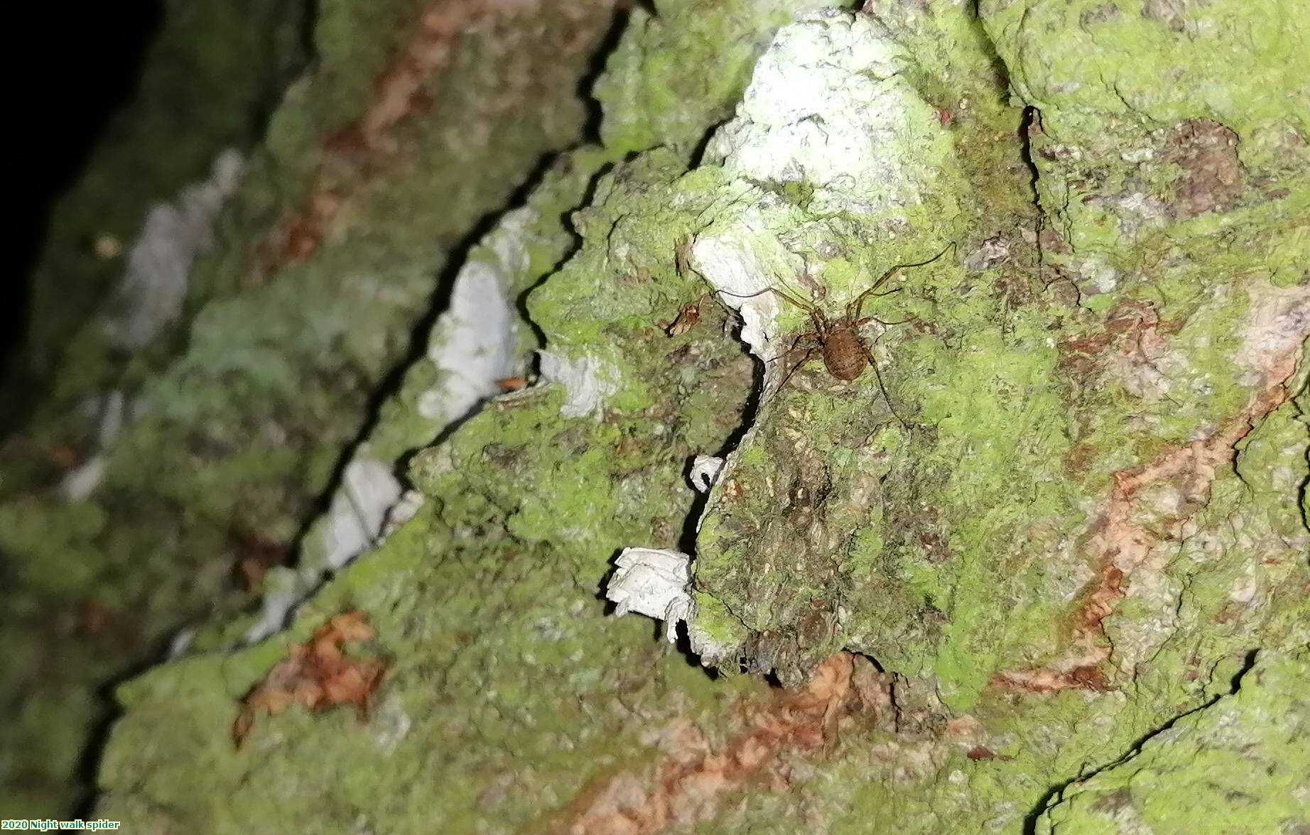 2020 Night walk spider