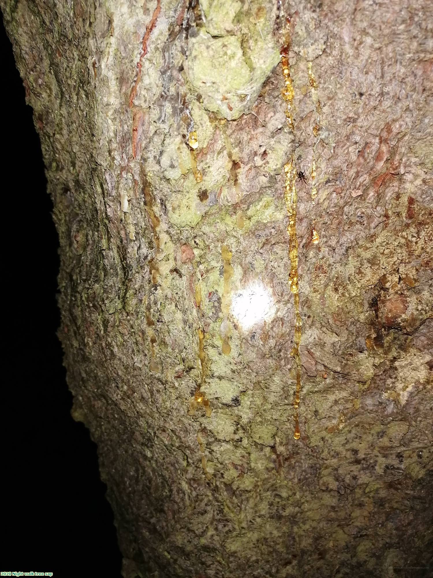 2020 Night walk tree sap