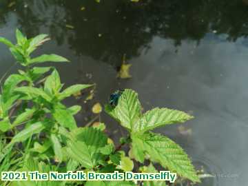  broads 2021 The Norfolk Broads Damselfly