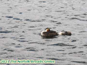  broads 2021 The Norfolk Broads Grebe