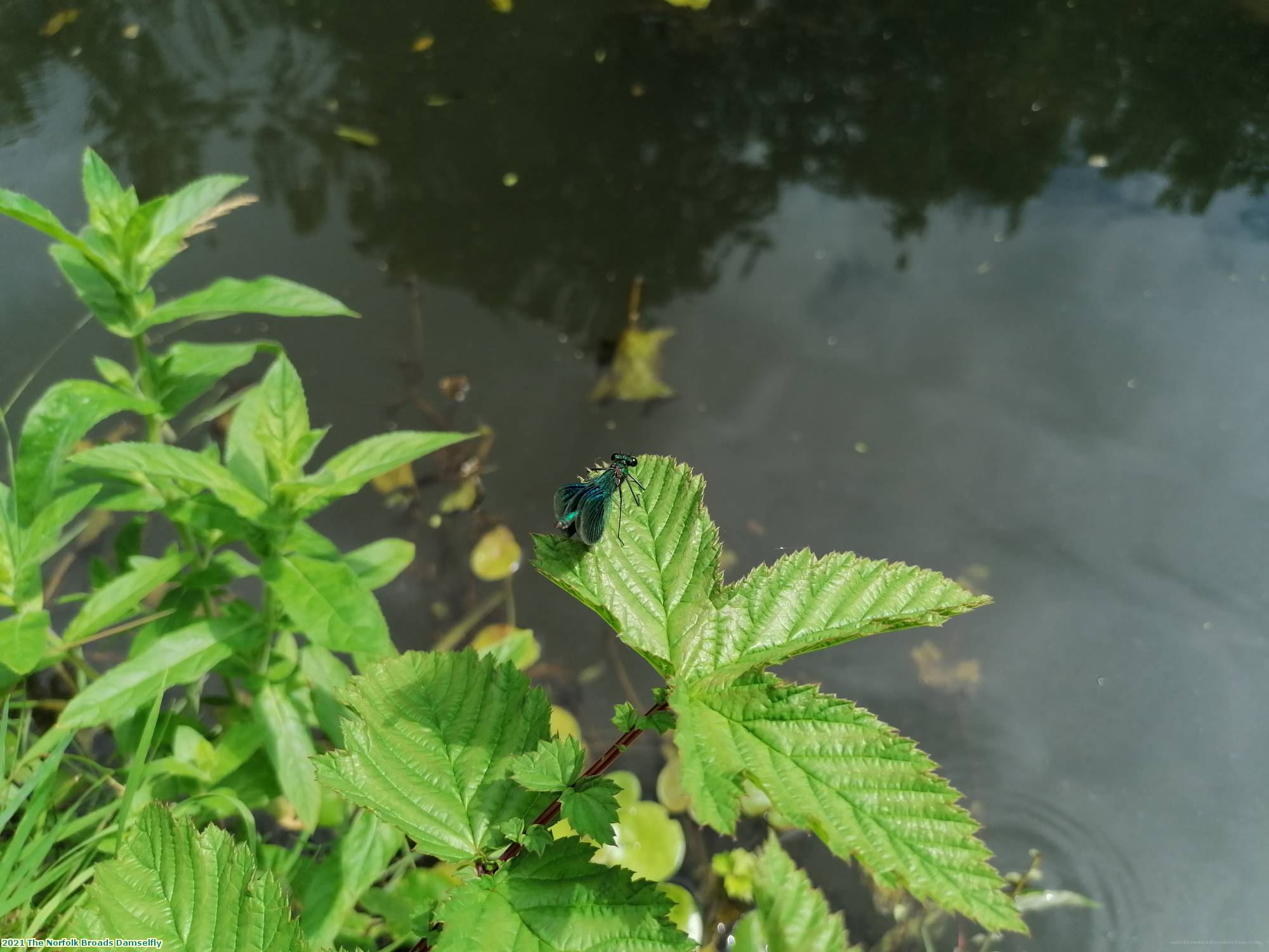 2021 The Norfolk Broads Damselfly