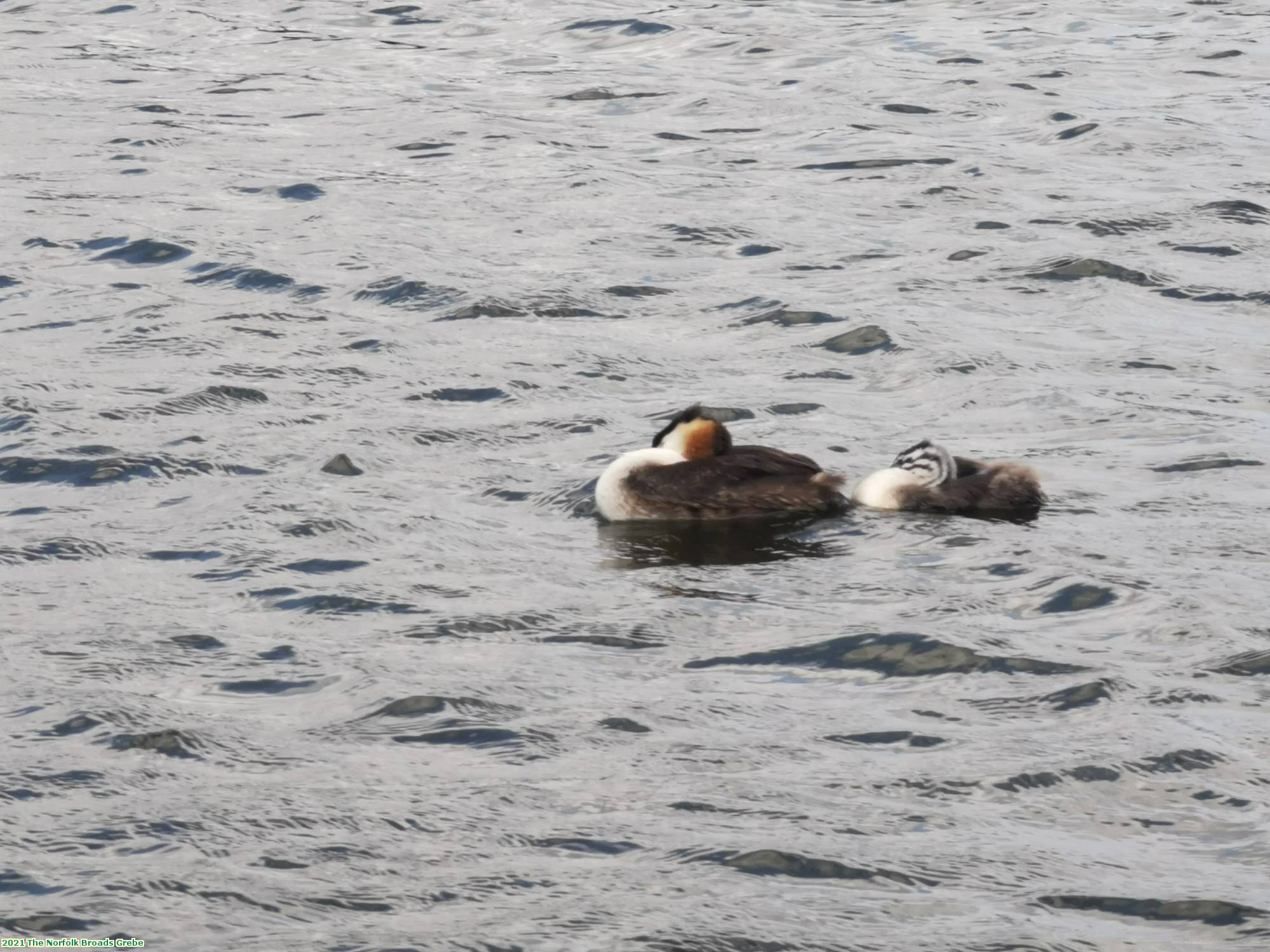 2021 The Norfolk Broads Grebe