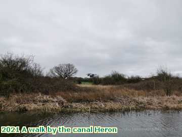  canal 2021 A walk by the canal Heron