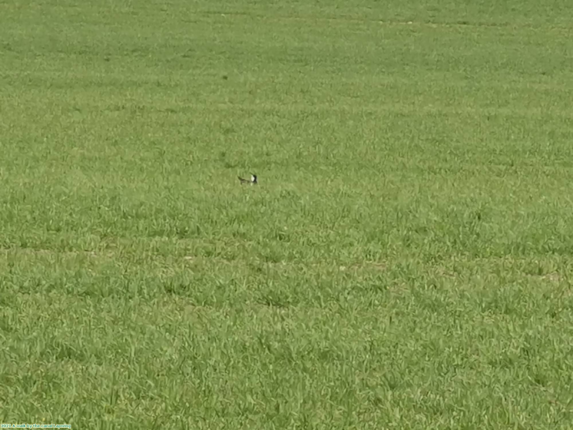 2021 A walk by the canal Lapwing