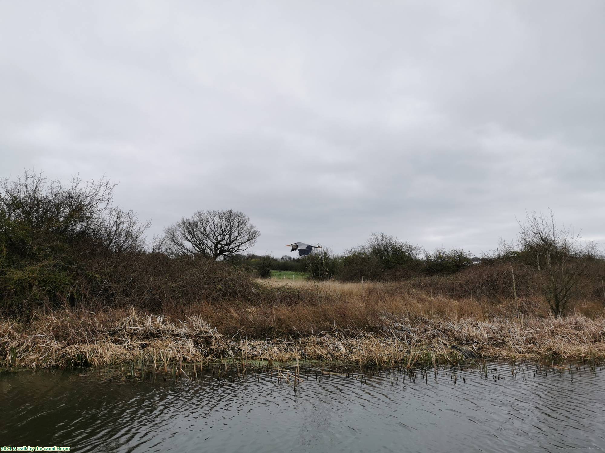 2021 A walk by the canal Heron