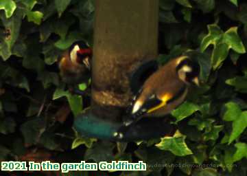  garden 2021 In the garden Goldfinch