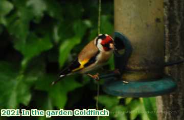  garden 2021 In the garden Goldfinch