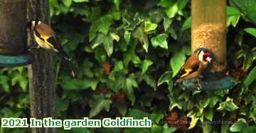  garden 2021 In the garden Goldfinch