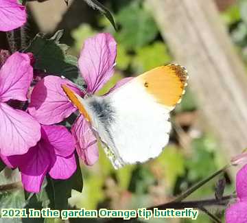  garden 2021 In the garden Orange tip butterlfy