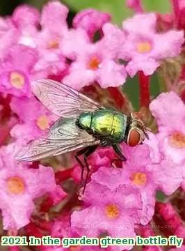  garden 2021 In the garden gtreen bottle fly