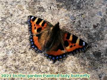  garden 2021 In the garden Painted lady butterfly