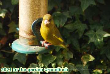  garden 2021 In the garden Greenfinch