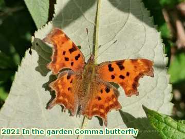  garden 2021 In the garden Comma butterfly