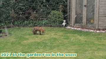  garden 2021 In the garden Fox in the snow