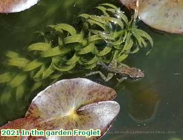  garden 2021 In the garden Froglet