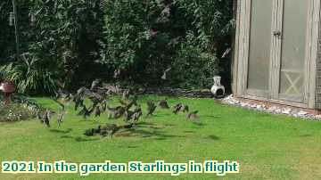  garden 2021 In the garden Starlings in flight