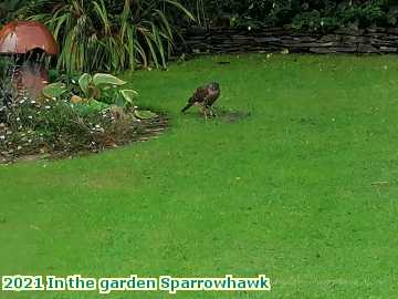  garden 2021 In the garden Sparrowhawk