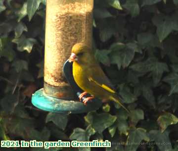  garden 2021 In the garden Greenfinch