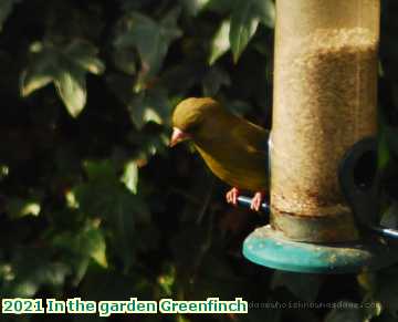  garden 2021 In the garden Greenfinch