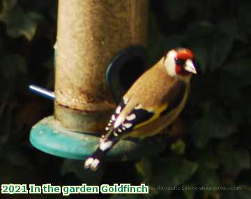  garden 2021 In the garden Goldfinch