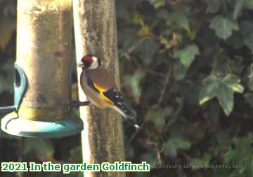  garden 2021 In the garden Goldfinch