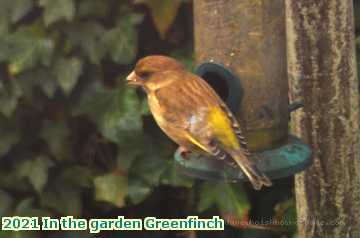  garden 2021 In the garden Greenfinch