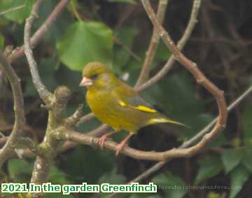  garden 2021 In the garden Greenfinch