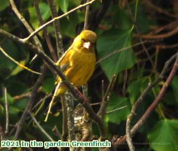  garden 2021 In the garden Greenfinch