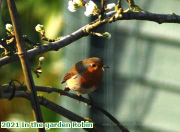  garden 2021 In the garden Robin