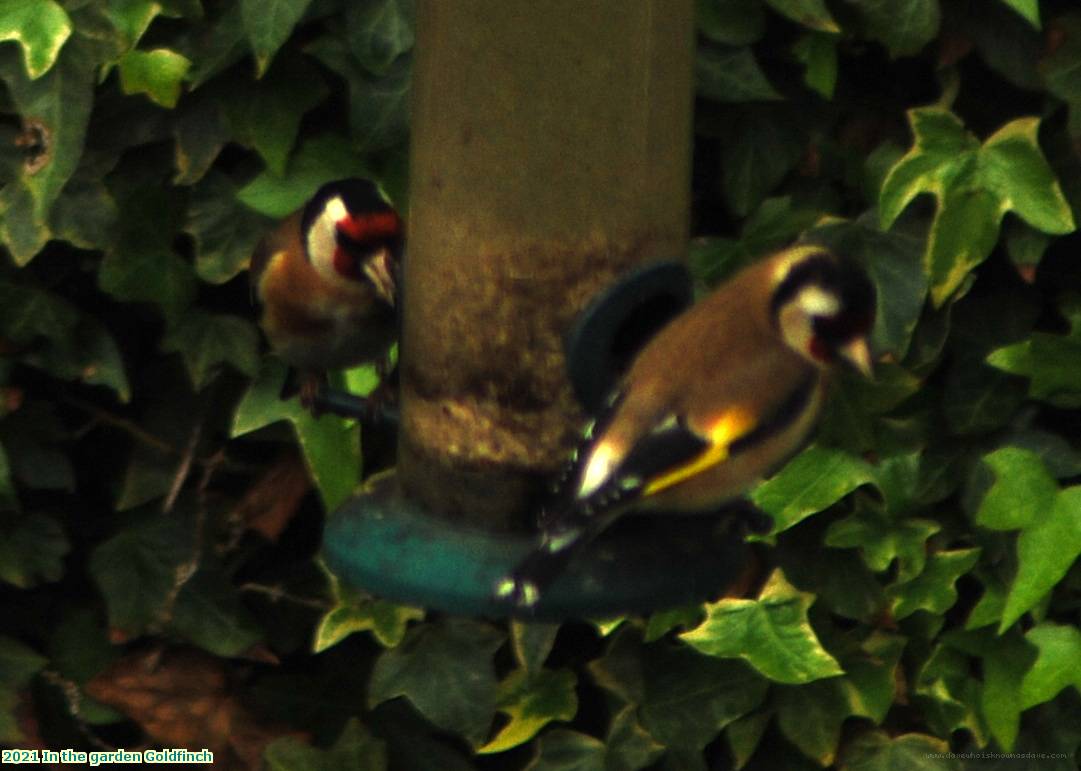 2021 In the garden Goldfinch