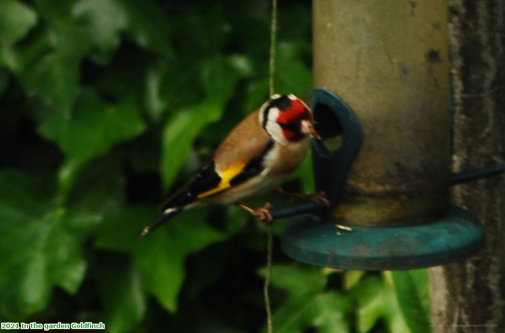 2021 In the garden Goldfinch