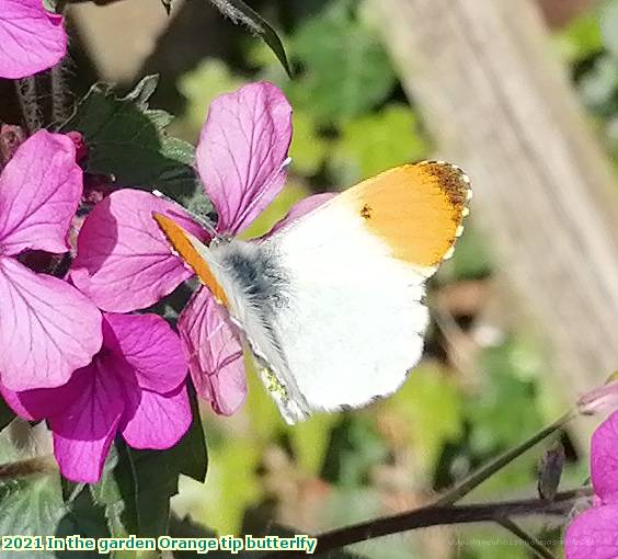 2021 In the garden Orange tip butterlfy