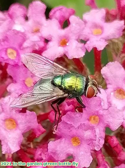 2021 In the garden gtreen bottle fly