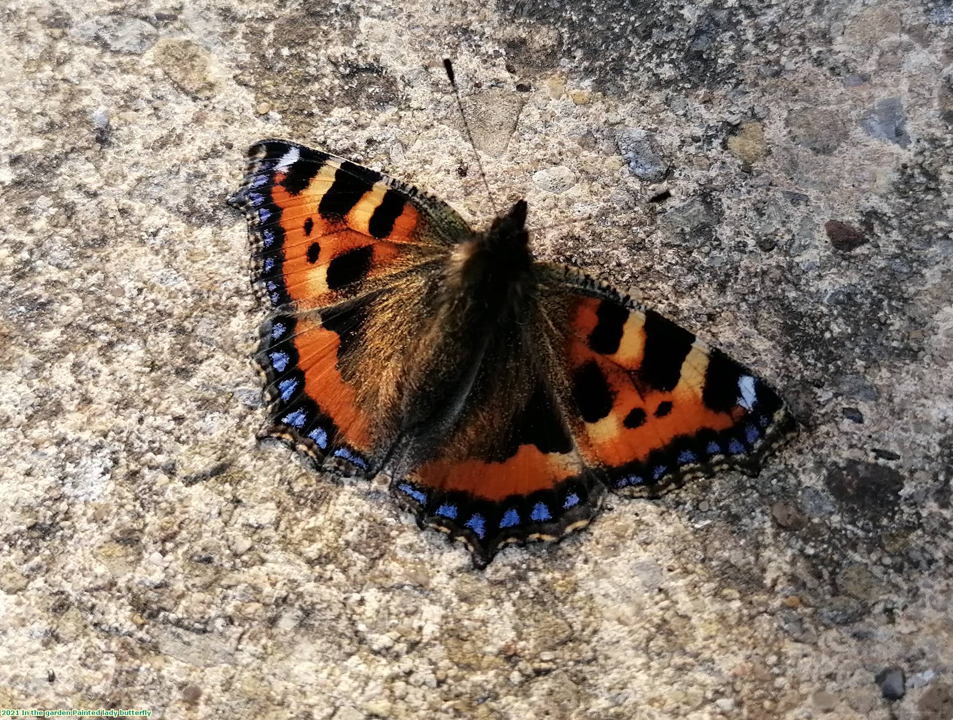 2021 In the garden Painted lady butterfly