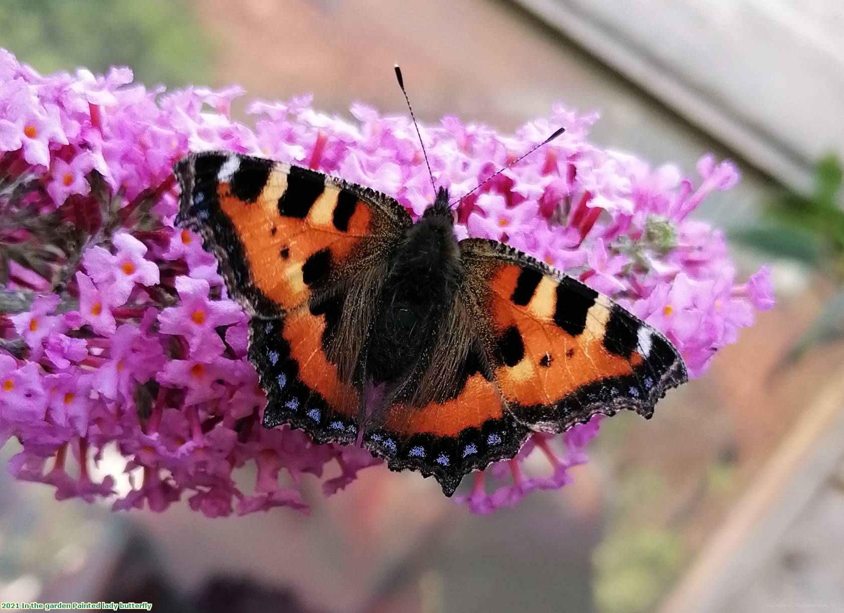 2021 In the garden Painted lady butterfly