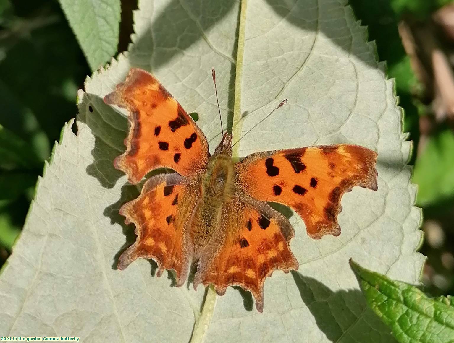 2021 In the garden Comma butterfly