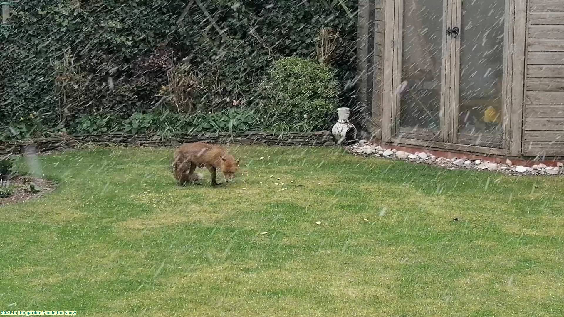 2021 In the garden Fox in the snow