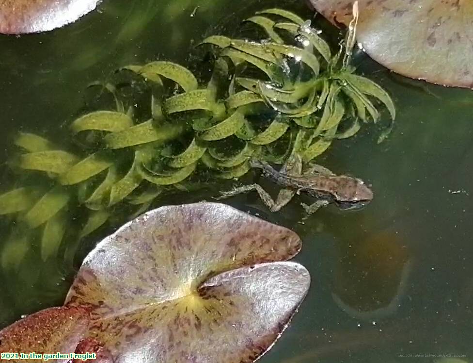 2021 In the garden Froglet