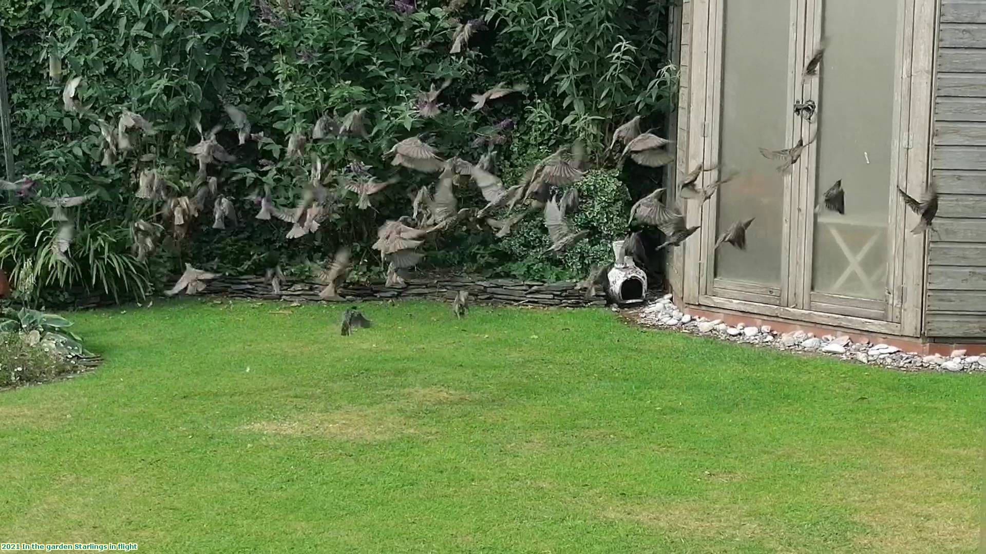 2021 In the garden Starlings in flight