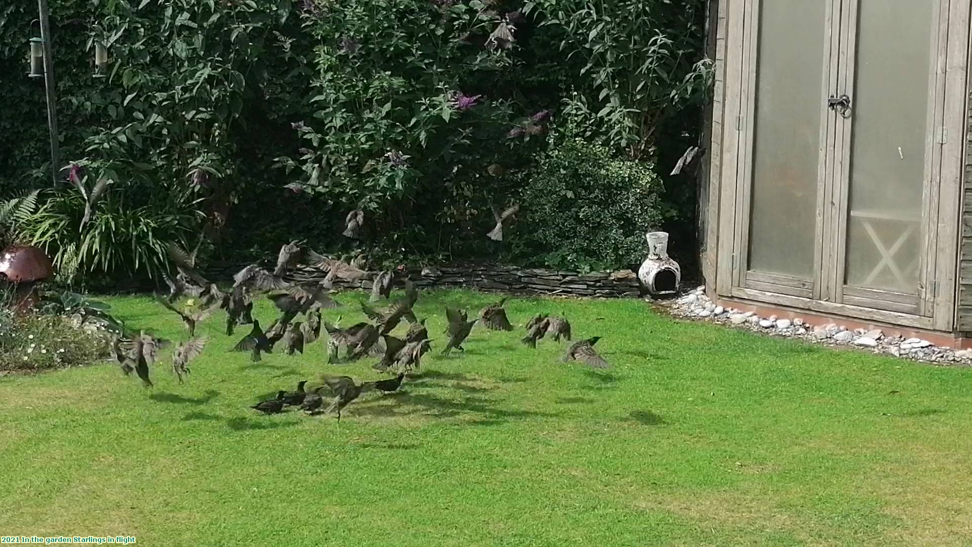 2021 In the garden Starlings in flight