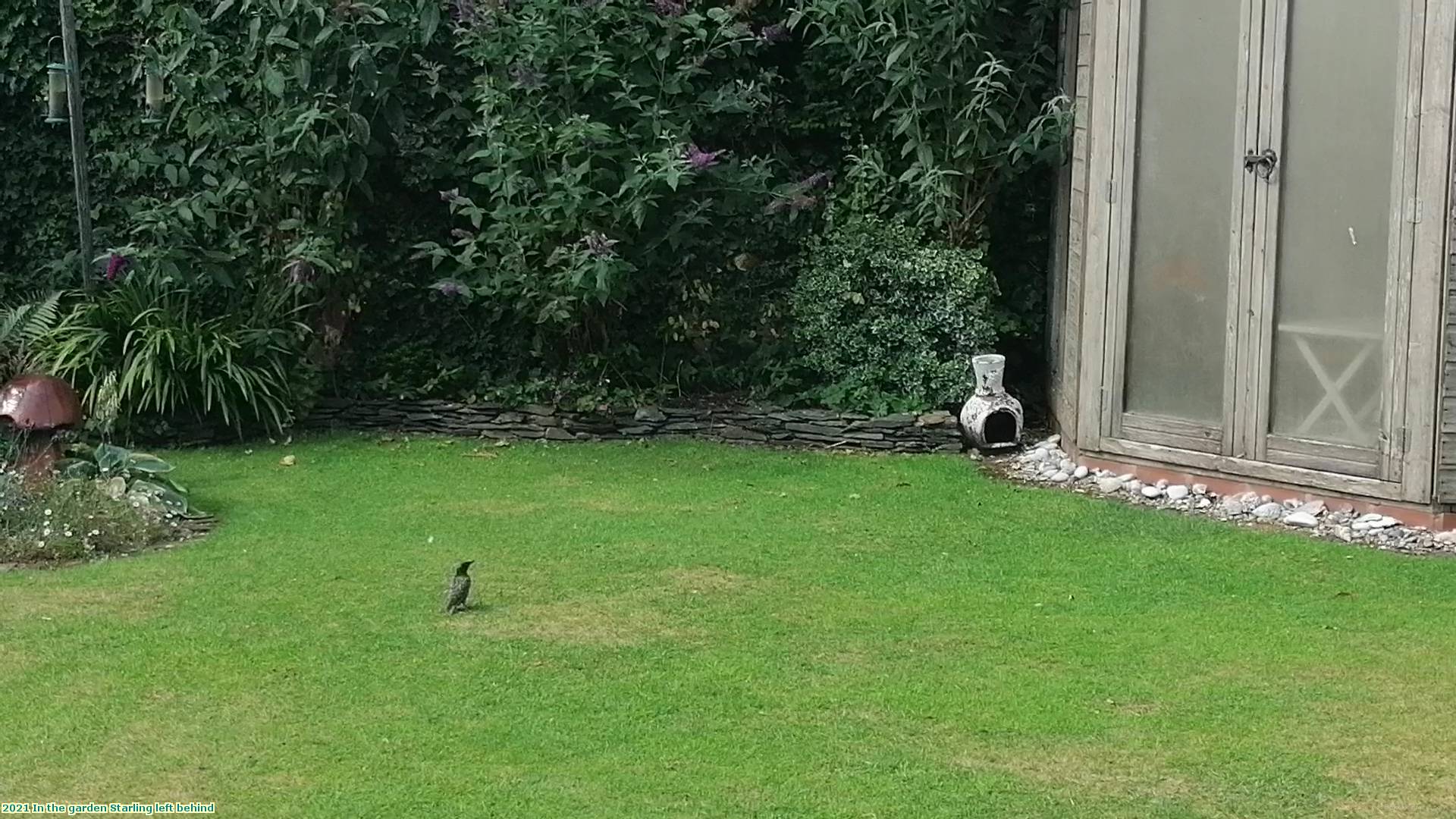 2021 In the garden Starling left behind