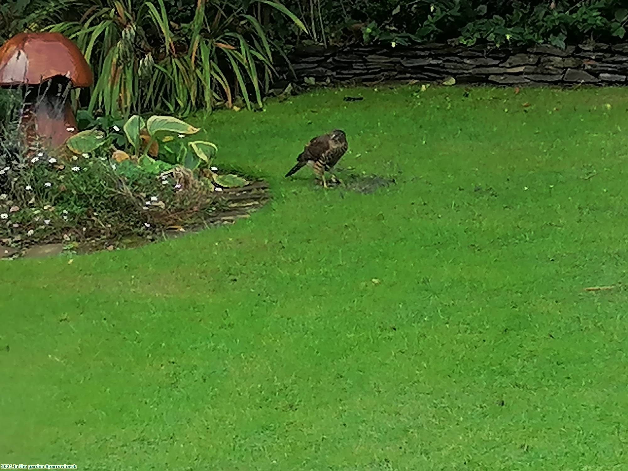 2021 In the garden Sparrowhawk